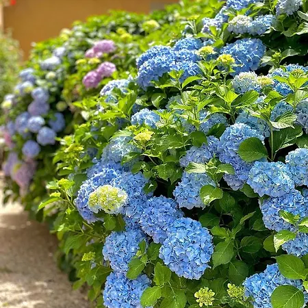 Tenuta Di Santa Lucia